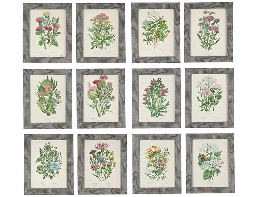 Inline Image - Lot 1253: After Anne Pratt, twelve prints after illustrations from 'The Flowering Plants, Glasses, Sedges, and Ferns of Great Britain (1873)', Engraving with hand colouring | Est. £400-600 (+ fees)