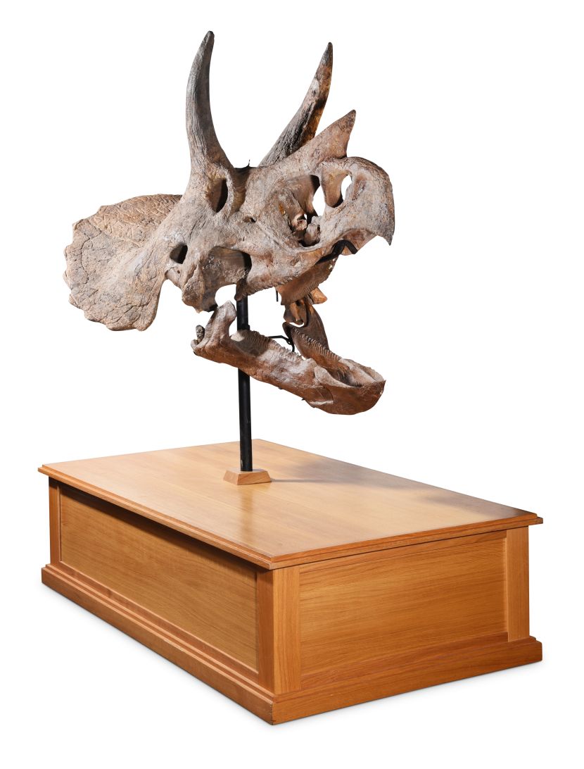 Aynhoe Park | The Skull of a Triceratops offered at auction